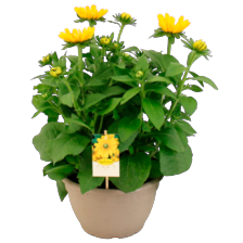 Rudbeckia
